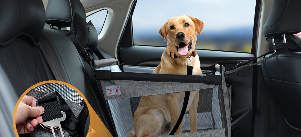 Best Dog Crates For Car Backseat - Buying Guides - packntail